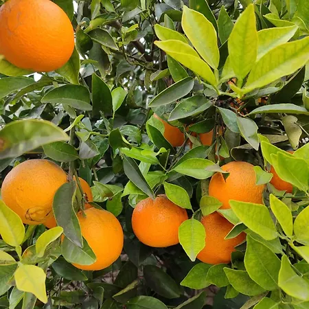 بيت ضيافة Entre Tilleul Et Agrumes